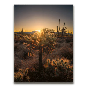 Sparkling Spikes - Tucson, Arizona I