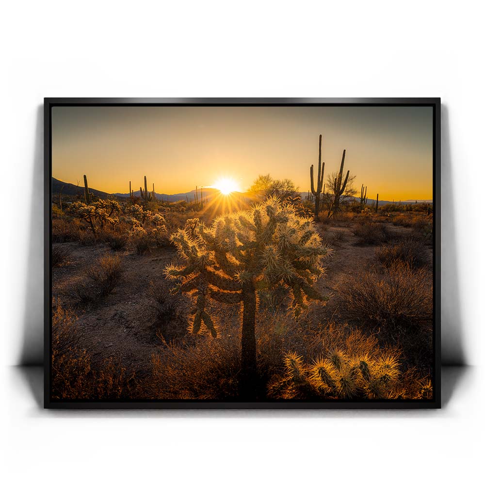 Sparkling Spikes - Tucson, Arizona II