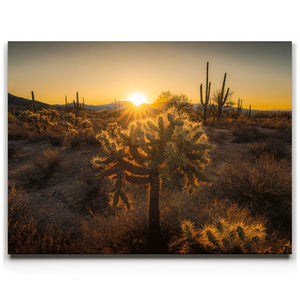 Sparkling Spikes - Tucson, Arizona II