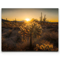 Featured image 1 for Sparkling Spikes - Tucson, Arizona II
