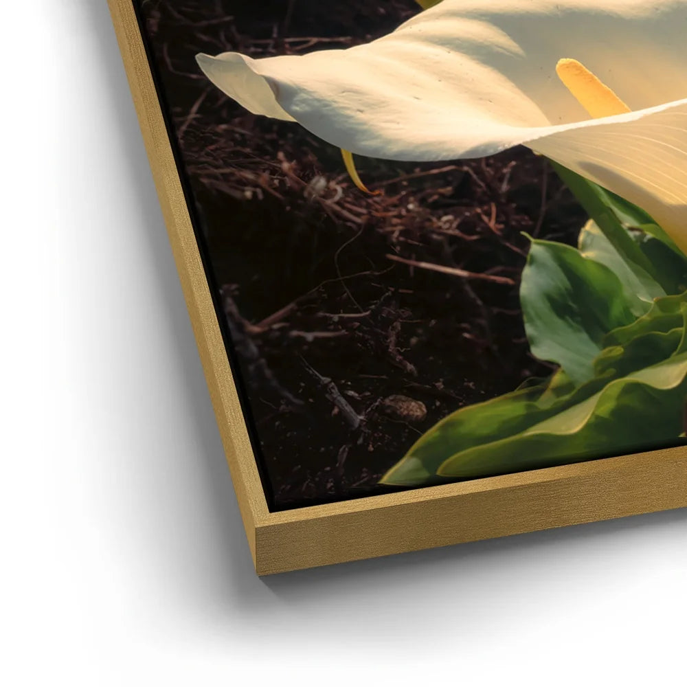 Featured image 12 for Spring Bloom - Calla Lily Valley, Carmel CA