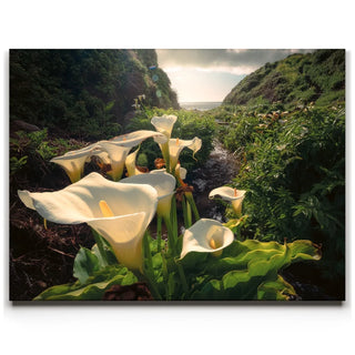 Spring Bloom - Calla Lily Valley, Carmel CA
