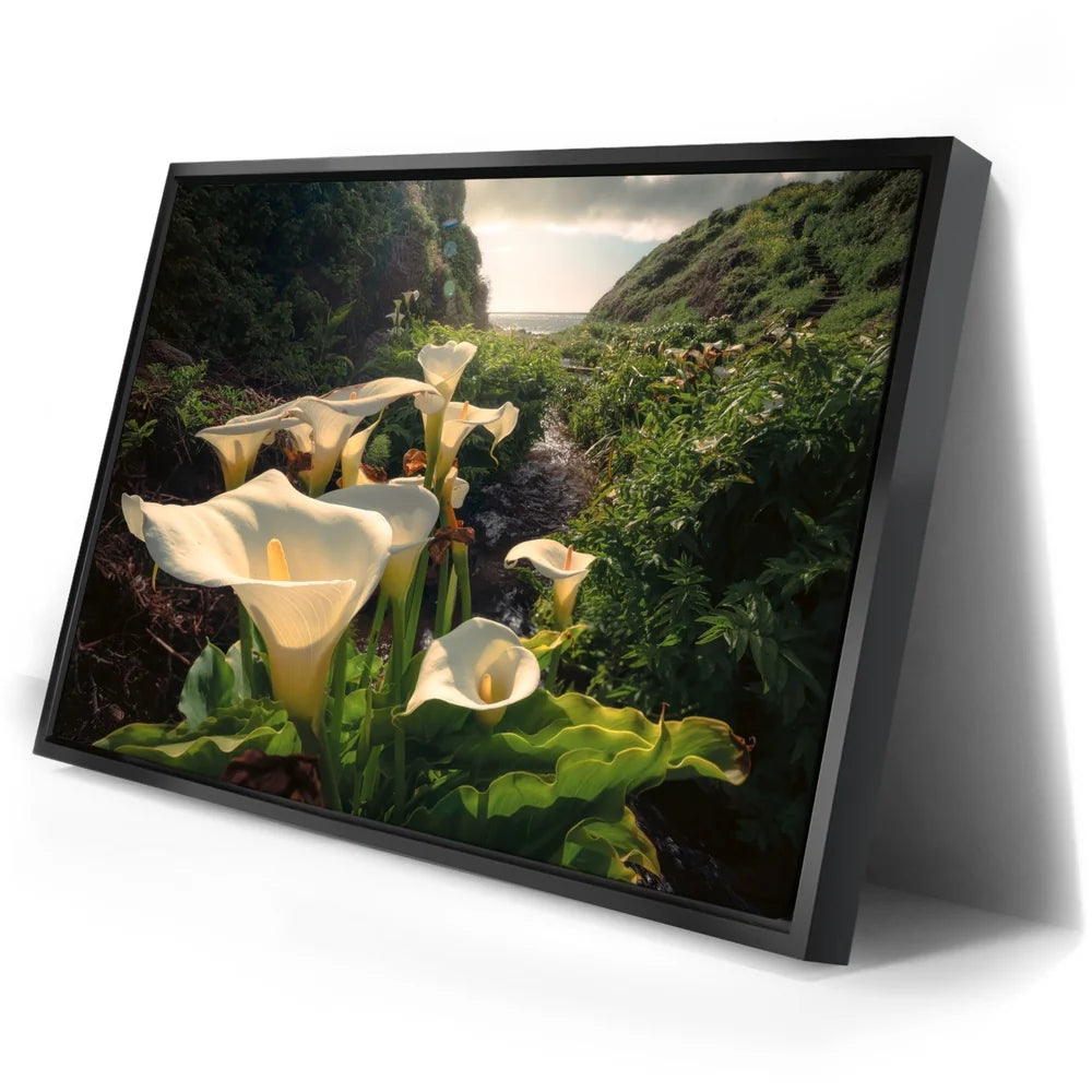 Featured image 2 for Spring Bloom - Calla Lily Valley, Carmel CA