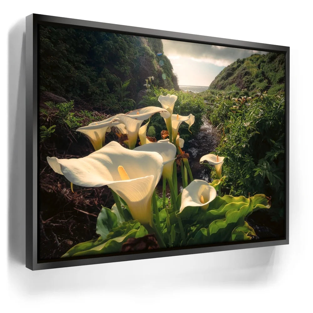 Featured image 5 for Spring Bloom - Calla Lily Valley, Carmel CA