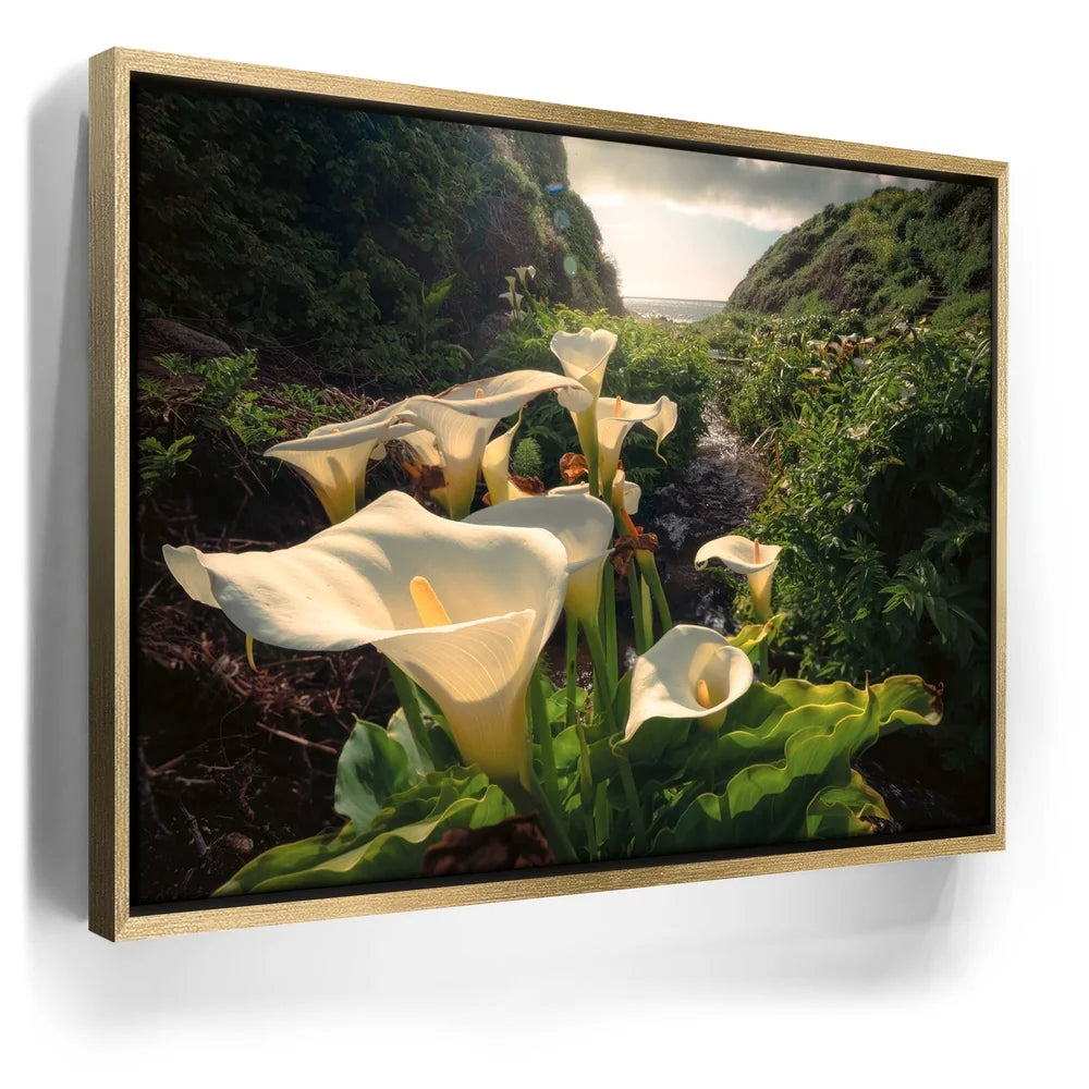 Featured image 7 for Spring Bloom - Calla Lily Valley, Carmel CA