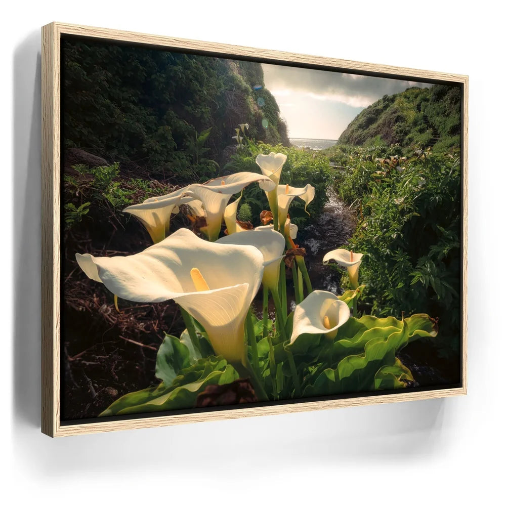 Featured image 9 for Spring Bloom - Calla Lily Valley, Carmel CA