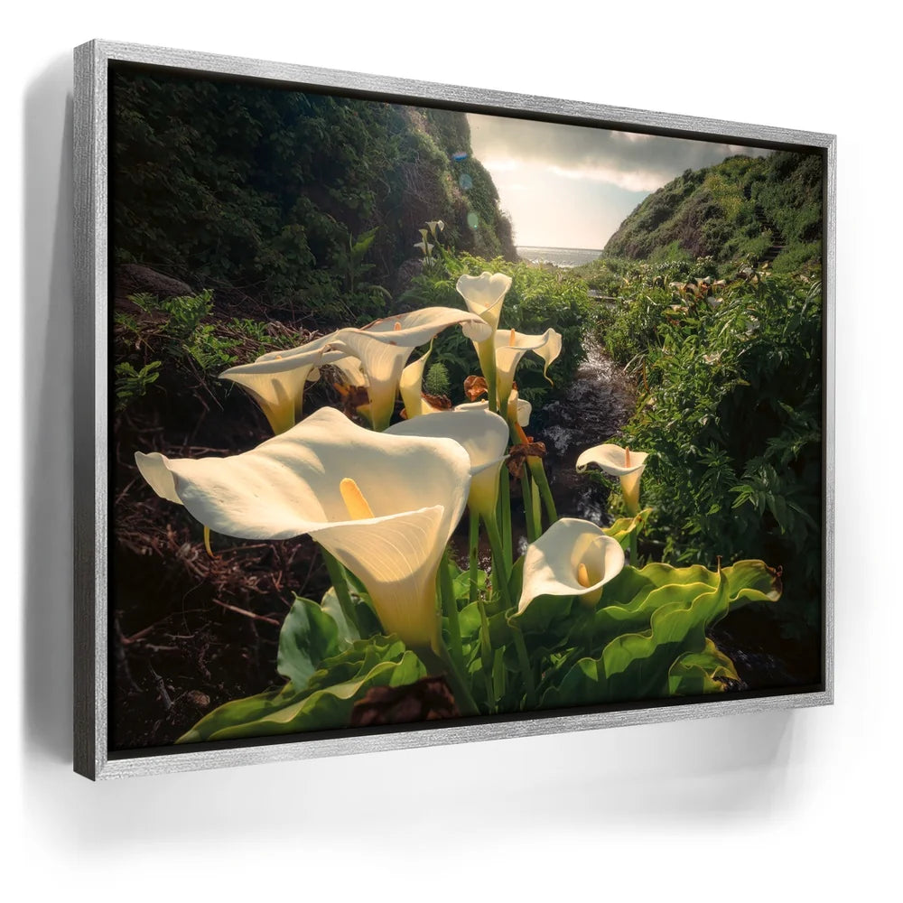 Featured image 8 for Spring Bloom - Calla Lily Valley, Carmel CA