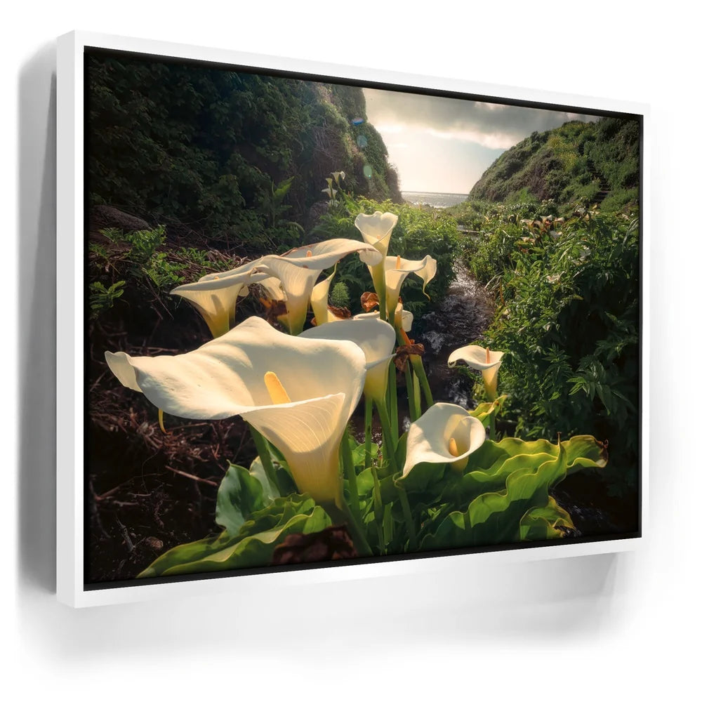 Featured image 6 for Spring Bloom - Calla Lily Valley, Carmel CA