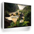 Featured image 6 for Spring Bloom - Calla Lily Valley, Carmel CA