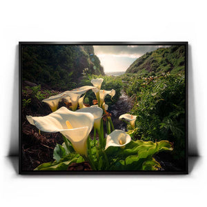 Spring Bloom - Calla Lily Valley, Carmel CA