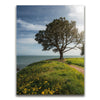 Featured image 1 for Spring Splendor - Santa Cruz, CA