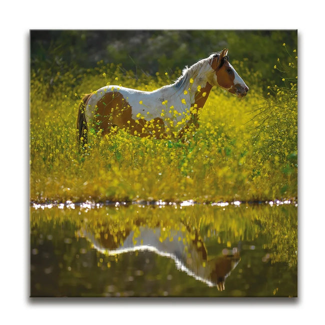 Featured image 1 for Stallion Among a Field of Flowers