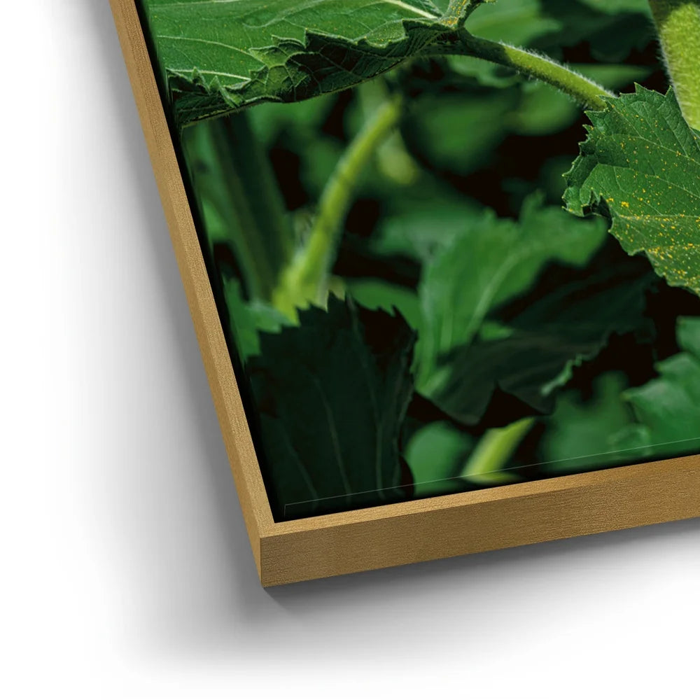 Featured image 12 for Sunflower Radiance