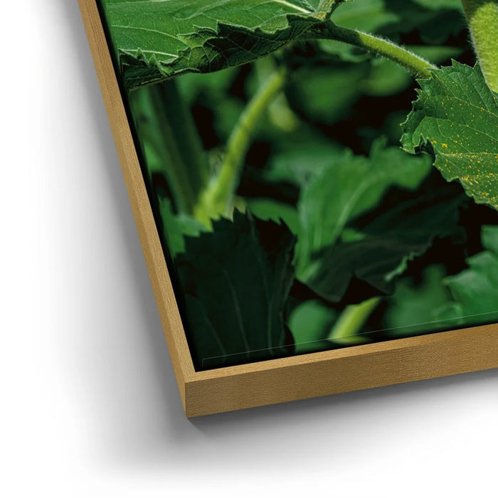 Featured image 12 for Sunflower Radiance