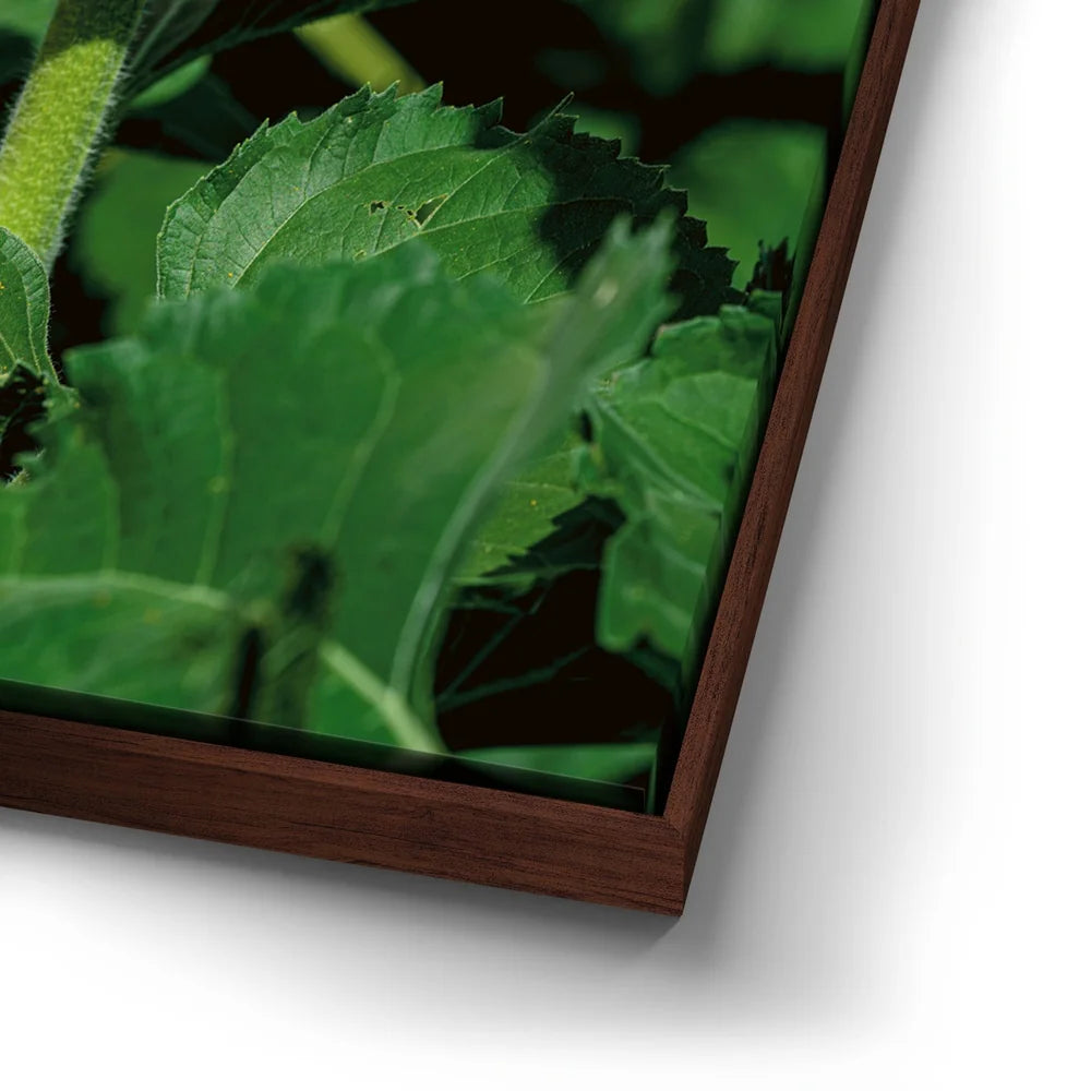 Featured image 14 for Sunflower Radiance
