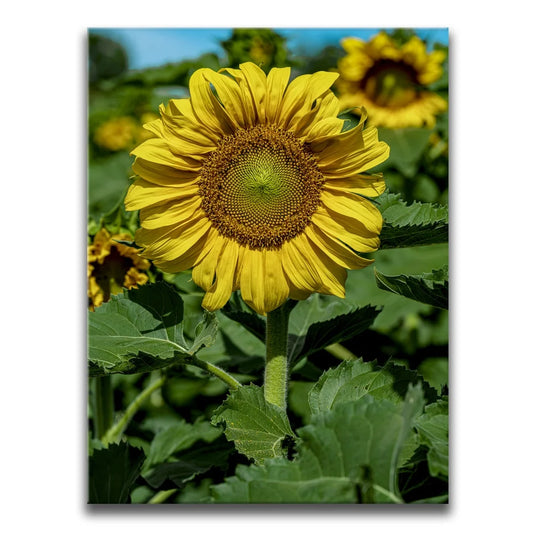 Sunflower Radiance