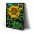 Thumbnail image 2 for Sunflower Radiance