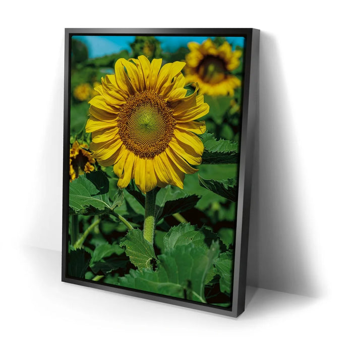 Featured image 2 for Sunflower Radiance