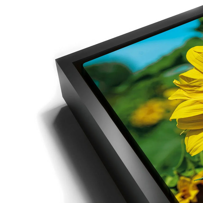 Featured image 11 for Sunflower Radiance