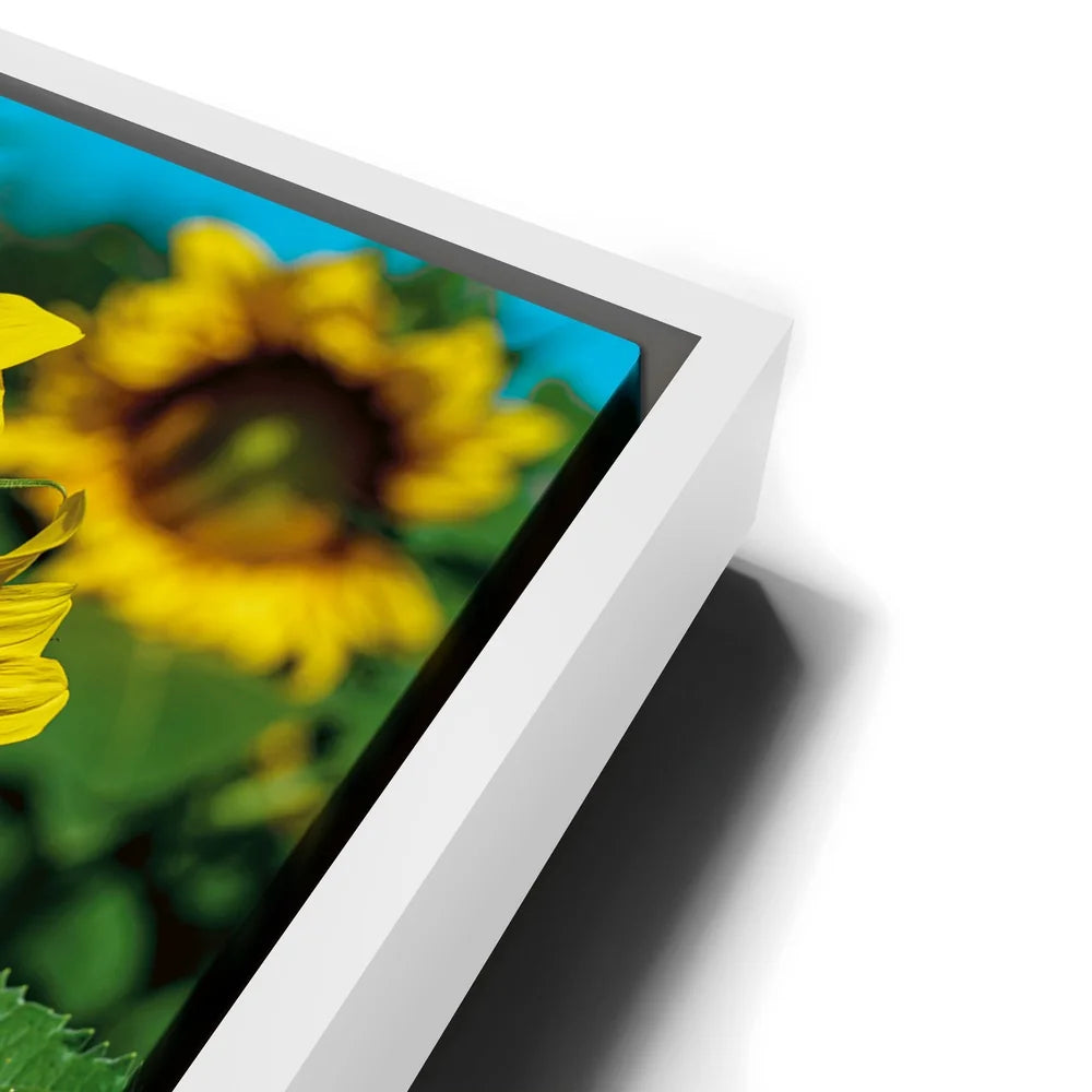 Featured image 13 for Sunflower Radiance