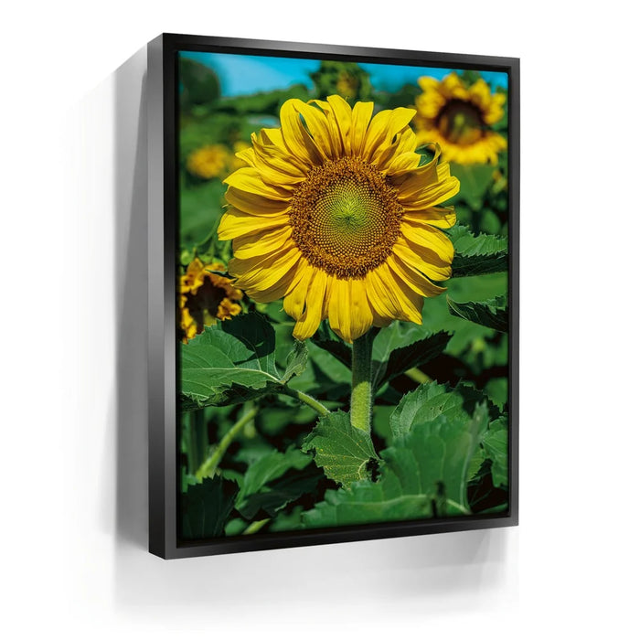 Featured image 5 for Sunflower Radiance