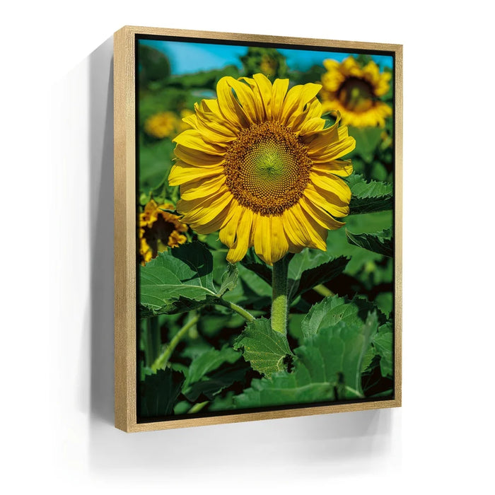 Featured image 7 for Sunflower Radiance