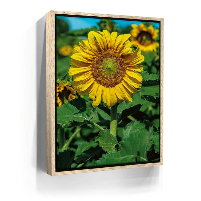 Featured image 9 for Sunflower Radiance