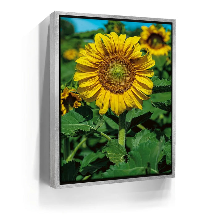 Featured image 8 for Sunflower Radiance