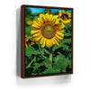 Featured image 10 for Sunflower Radiance