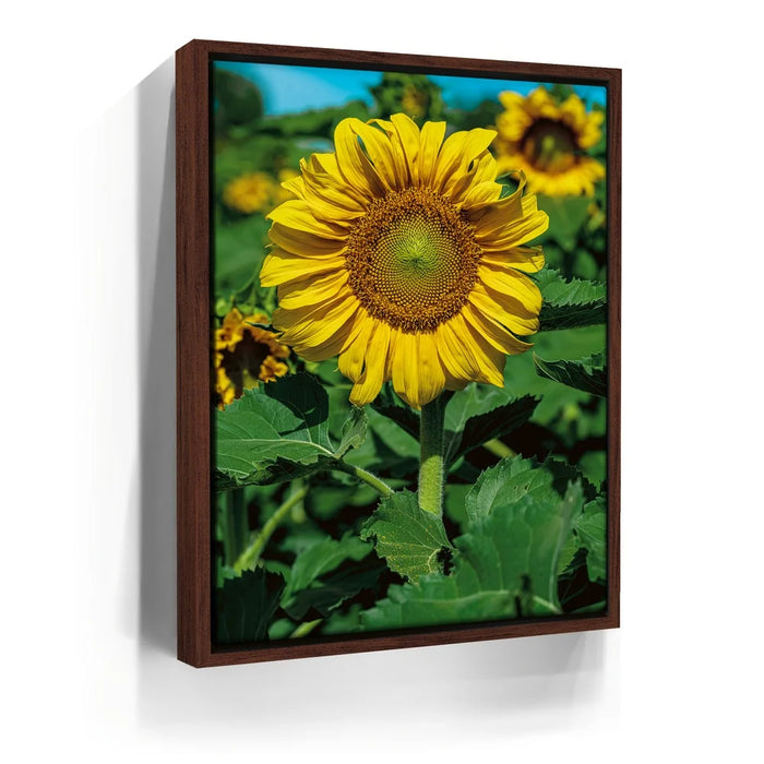 Featured image 10 for Sunflower Radiance