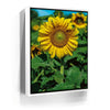 Featured image 6 for Sunflower Radiance