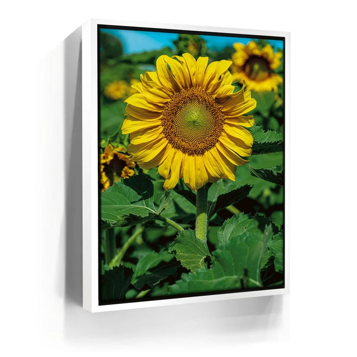 Featured image 6 for Sunflower Radiance
