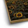 Thumbnail image 12 for Sunflowers - Central Valley, California
