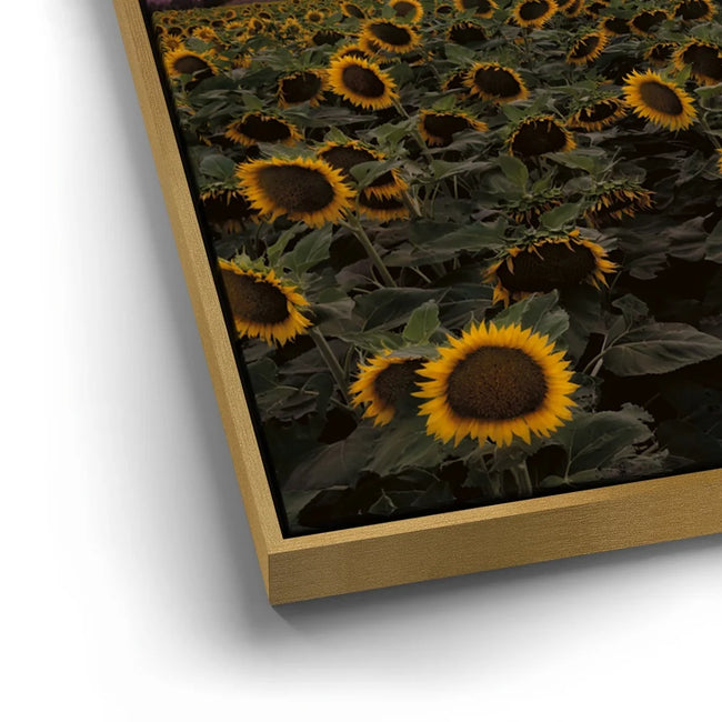 Featured image 12 for Sunflowers - Central Valley, California