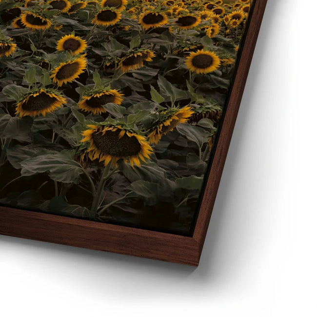 Featured image 14 for Sunflowers - Central Valley, California
