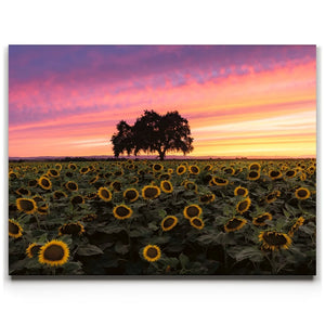 Sunflowers - Central Valley, California
