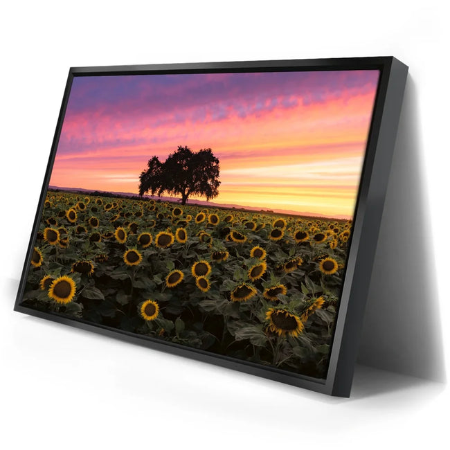Featured image 2 for Sunflowers - Central Valley, California
