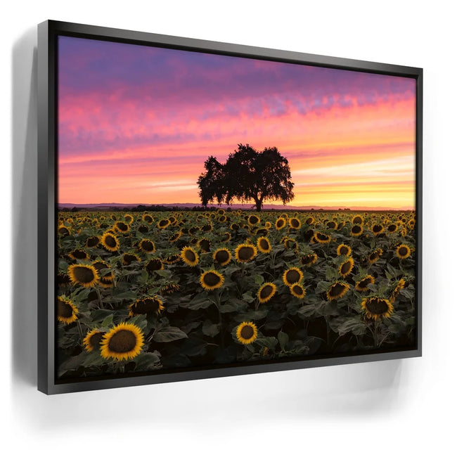 Featured image 5 for Sunflowers - Central Valley, California