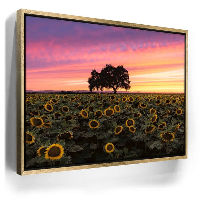 Featured image 7 for Sunflowers - Central Valley, California
