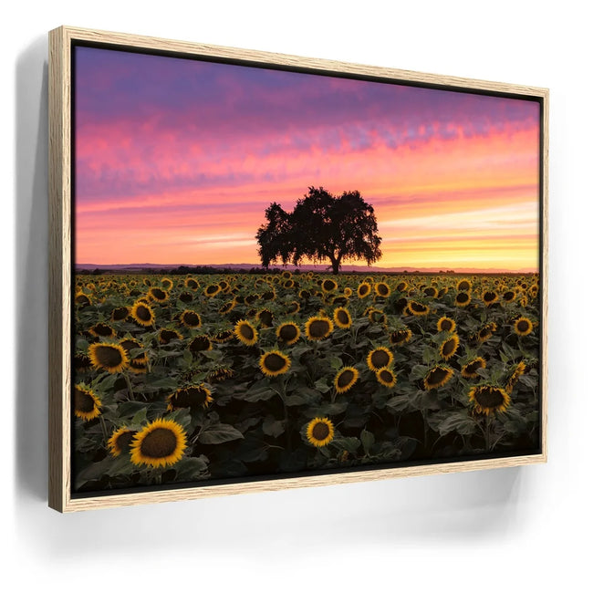 Featured image 9 for Sunflowers - Central Valley, California