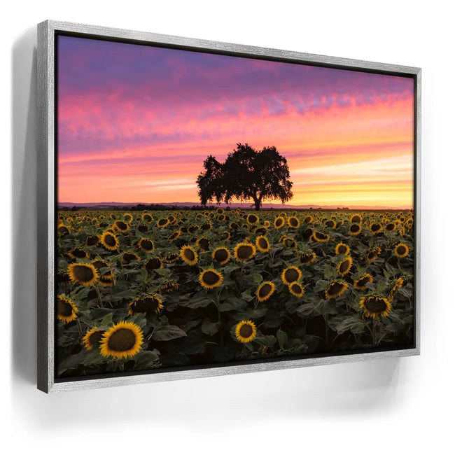 Featured image 8 for Sunflowers - Central Valley, California