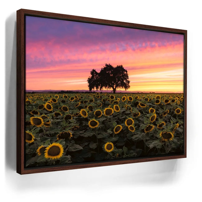 Featured image 10 for Sunflowers - Central Valley, California