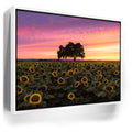Featured image 6 for Sunflowers - Central Valley, California