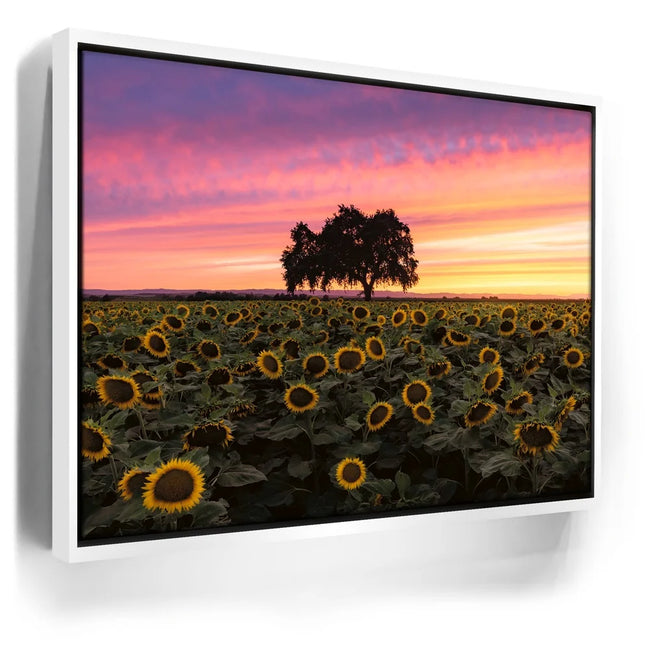 Featured image 6 for Sunflowers - Central Valley, California