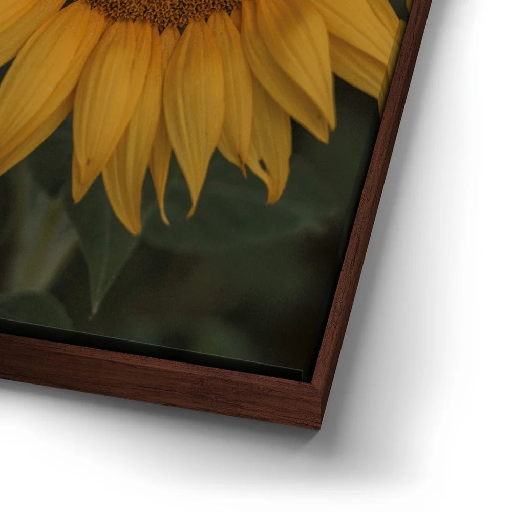 Featured image 14 for Sunflowers, Maui