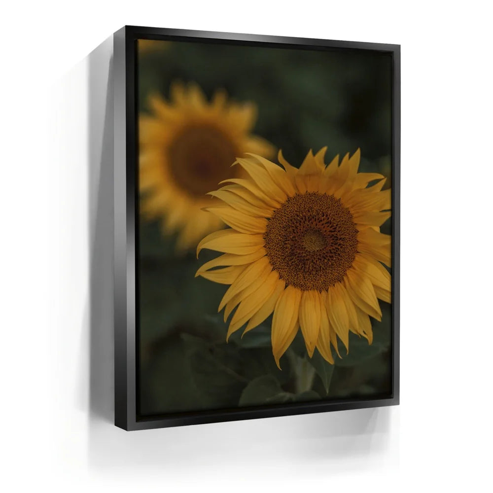 Featured image 5 for Sunflowers, Maui