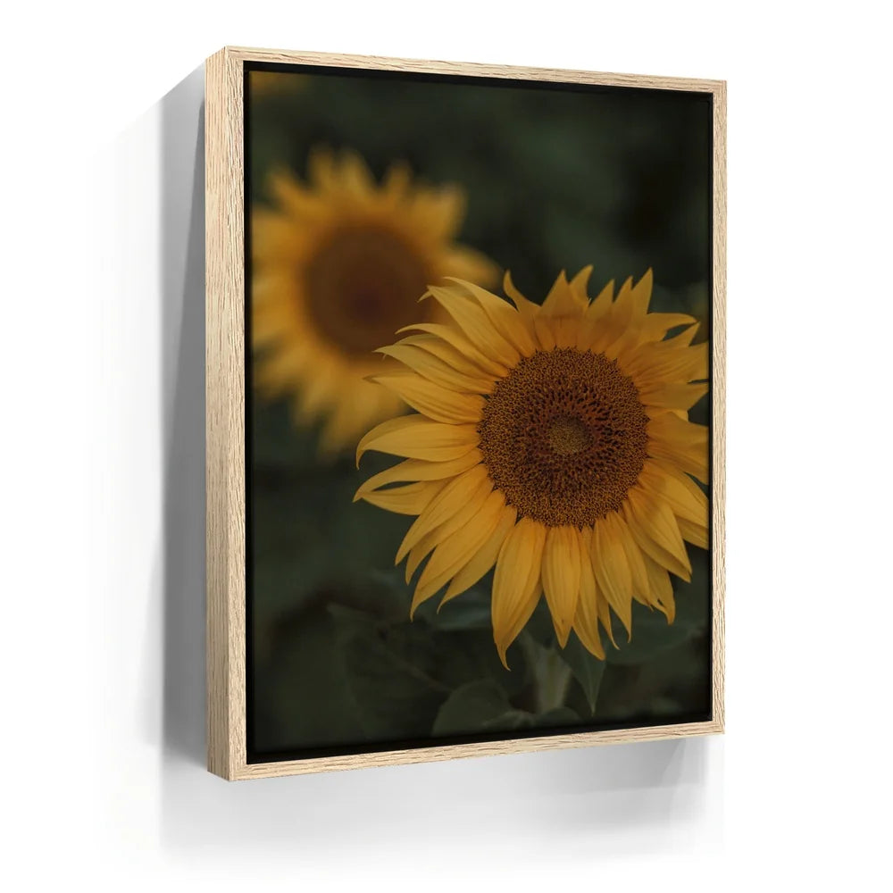 Featured image 9 for Sunflowers, Maui