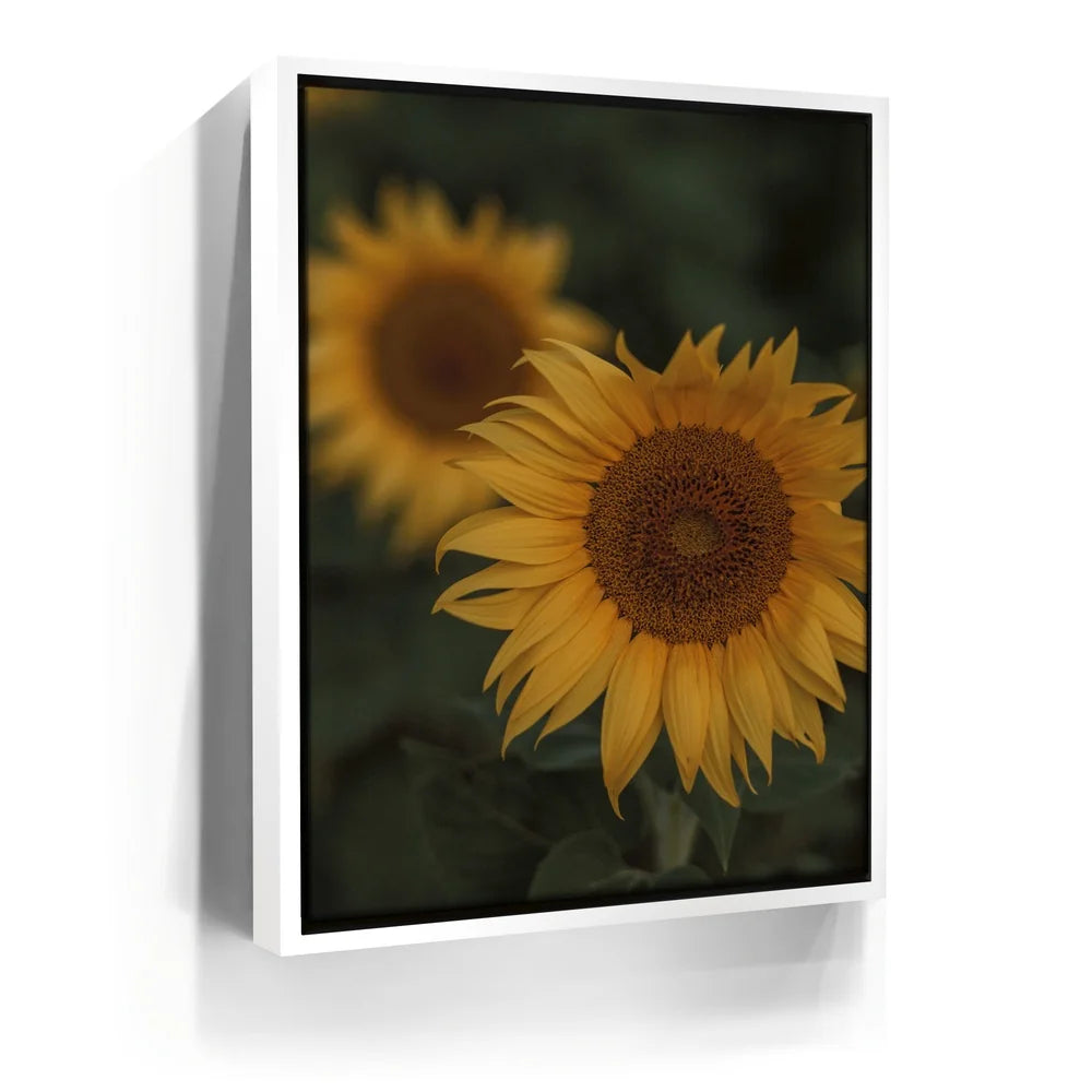 Featured image 6 for Sunflowers, Maui