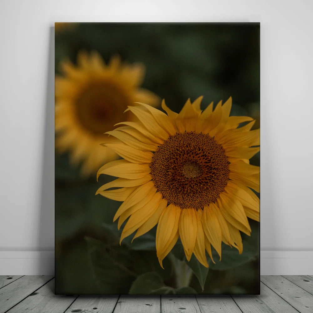 Featured image 1 for Sunflowers, Maui