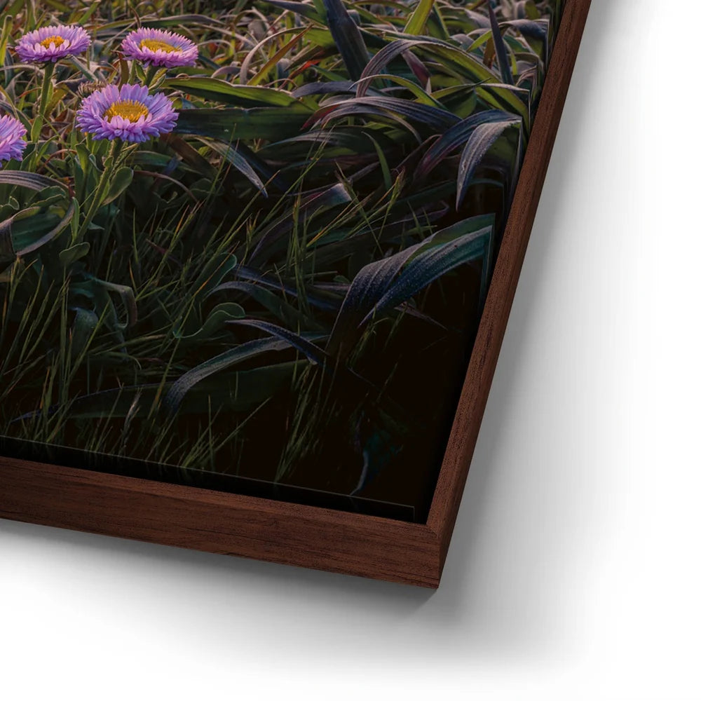 Featured image 14 for Sunset Bloom